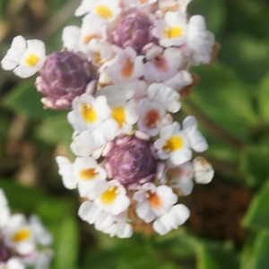 Photographie n°2333161 du taxon Phyla nodiflora (L.) Greene [1899]