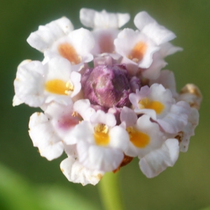 Photographie n°2333167 du taxon Phyla nodiflora (L.) Greene [1899]