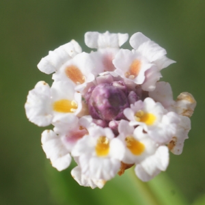 Photographie n°2333168 du taxon Phyla nodiflora (L.) Greene [1899]