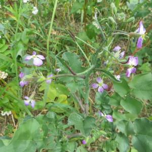  - Raphanus sativus L. [1753]