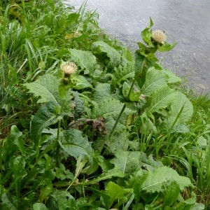 Photographie n°2333203 du taxon Cirsium oleraceum (L.) Scop. [1769]