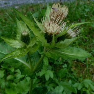 Photographie n°2333205 du taxon Cirsium oleraceum (L.) Scop. [1769]