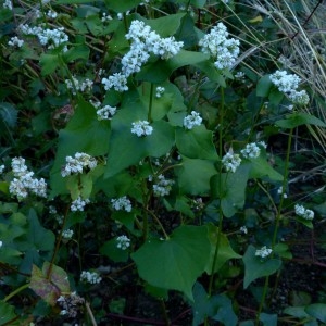 Photographie n°2333220 du taxon Fagopyrum esculentum Moench [1794]
