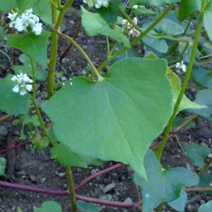 Photographie n°2333221 du taxon Fagopyrum esculentum Moench [1794]