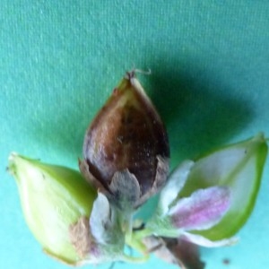 Photographie n°2333222 du taxon Fagopyrum esculentum Moench [1794]