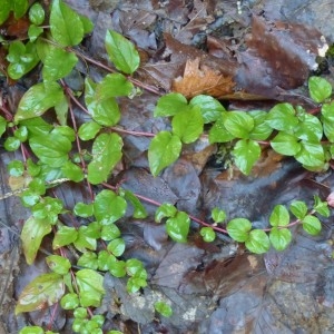 Photographie n°2333254 du taxon Lysimachia nemorum L. [1753]