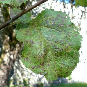 Photographie n°2333258 du taxon Malus pumila Mill. [1768]