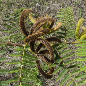 Mimosa pigra L. (Banglen)