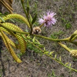 Photographie n°2333285 du taxon Mimosa pigra L.