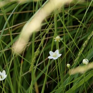 Photographie n°2333304 du taxon Parnassia palustris L. [1753]