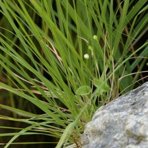 Photographie n°2333305 du taxon Parnassia palustris L. [1753]