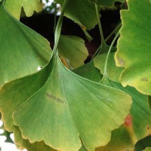 Photographie n°2333313 du taxon Ginkgo biloba L. [1771]