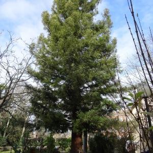 Photographie n°2333319 du taxon Sequoia sempervirens (D.Don) Endl. [1847]