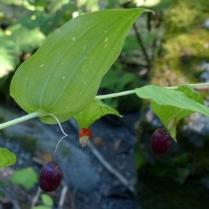 Photographie n°2333351 du taxon Streptopus amplexifolius (L.) DC.