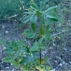 Trigonella foenum-graecum L. (Fenugrec)