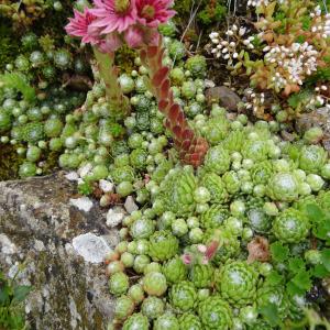  - Sempervivum arachnoideum var. arachnoideum 