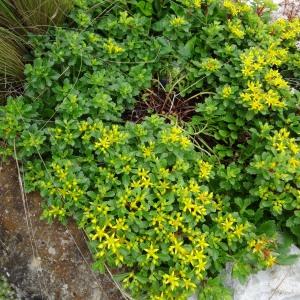 Photographie n°2333395 du taxon Sedum kamtschaticum subsp. kamtschaticum 