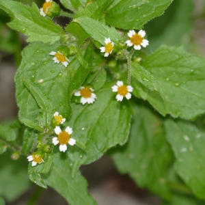 Photographie n°2333403 du taxon Galinsoga quadriradiata Ruiz & Pav.