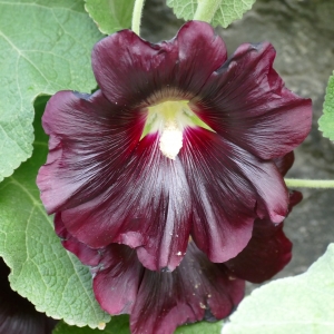 Photographie n°2333404 du taxon Alcea rosea L.