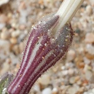  - Silene succulenta subsp. corsica (DC.) Nyman [1878]