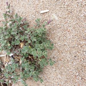  - Silene succulenta subsp. corsica (DC.) Nyman [1878]