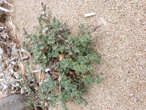 Henri Scordia, le 12 avril 2019 (Sartène (plage d'Erbaju))
