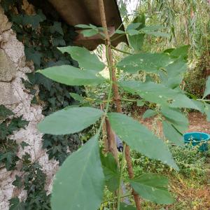 Photographie n°2333474 du taxon Sambucus nigra L. [1753]