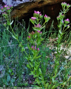 Dominique Duveau, le  7 juin 2017 (34520 Saint-Maurice-Navacelles, France (mas du pont))