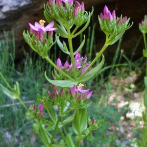  - Centaurium erythraea subsp. majus (Hoffmanns. & Link) Laínz [1971]