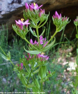 Dominique Duveau, le  7 juin 2017 (34520 Saint-Maurice-Navacelles, France (mas du pont))