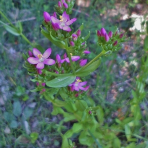  - Centaurium erythraea subsp. majus (Hoffmanns. & Link) Laínz [1971]