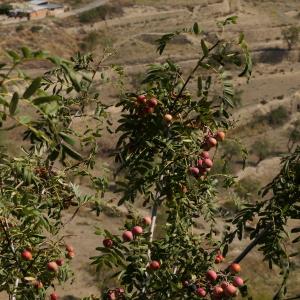 Photographie n°2333511 du taxon Sorbus domestica L. [1753]