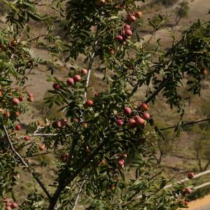 Photographie n°2333512 du taxon Sorbus domestica L. [1753]