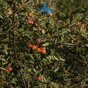 Photographie n°2333513 du taxon Sorbus domestica L. [1753]