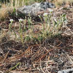 Photographie n°2333529 du taxon Cherleria capillacea (All.) A.J.Moore & Dillenb. [2017]