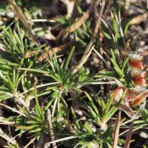 Photographie n°2333530 du taxon Cherleria capillacea (All.) A.J.Moore & Dillenb. [2017]