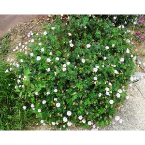 Geranium sanguineum var. striatum Weston