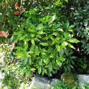  - Aucuba japonica f. variegata (Dombrain) Rehder