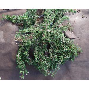 Cotoneaster ×suecicus G.Klotz (Swedish Cotoneaster)