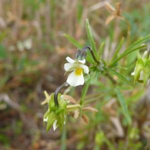 Photographie n°2333632 du taxon Viola arvensis var. arvensis 