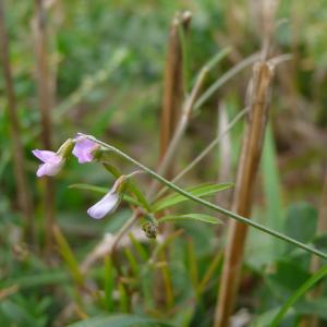 Photographie n°2333634 du taxon Ervum gracile (Lois.) DC.