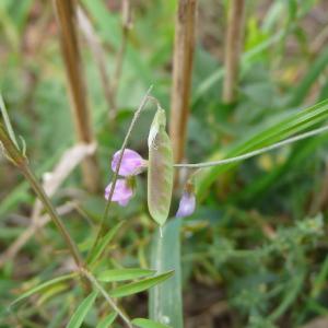 Photographie n°2333636 du taxon Ervum gracile (Lois.) DC.