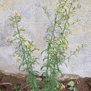 Photographie n°2333665 du taxon Erigeron canadensis L. [1753]