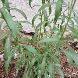 Photographie n°2333666 du taxon Erigeron canadensis L. [1753]