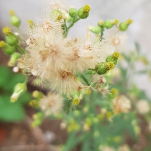 Photographie n°2333669 du taxon Erigeron canadensis L. [1753]