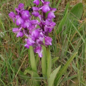 Photographie n°2333714 du taxon Anacamptis morio (L.) R.M.Bateman, Pridgeon & M.W.Chase [1997]