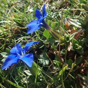 Photographie n°2333766 du taxon Gentiana verna L. [1753]