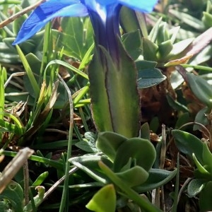 Photographie n°2333767 du taxon Gentiana verna L. [1753]