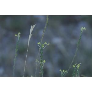 Macrosyringion longiflorum (Vohl) Rothm. (Euphraise à fleurs longues)