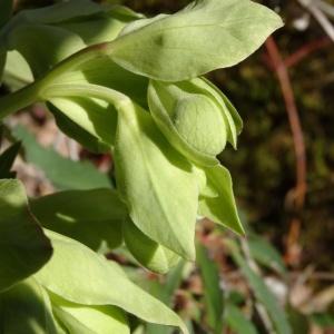 Photographie n°2333823 du taxon Helleborus foetidus L. [1753]